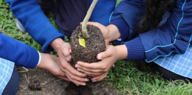 Usaquén restaura su estructura ecológica principal 