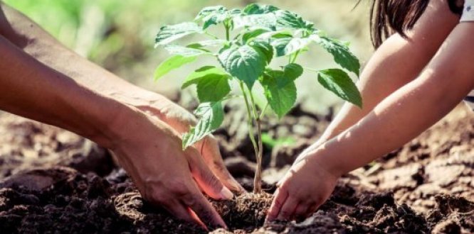 Mañana: Gran jornada de siembra ‘Megaplantatón’