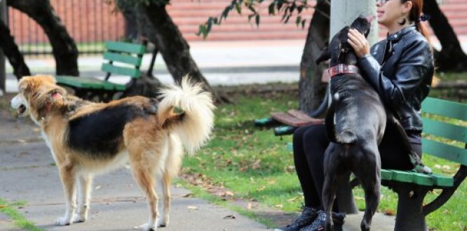 Consejo Local de Protección Animal 