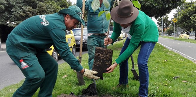 Adopción de árboles, elección sabios de Cedros y Usaquén