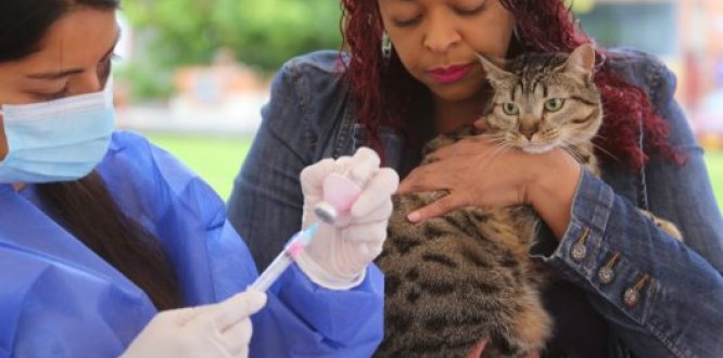 Vacunación para perros y gatos