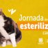 Jornada de esterilización canina y felina.