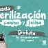 Jornada de esterilización